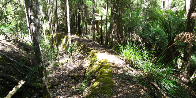 Walking track following trench through forest