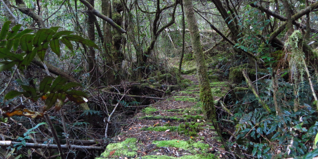 Photograph of rainforest with boardwalk winding through it. The boardwalk is covered in moss.