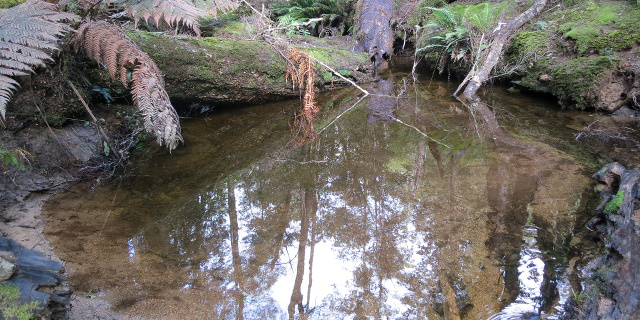 Photograph of wide pool in creek. The pool is reflecting nearby trees.