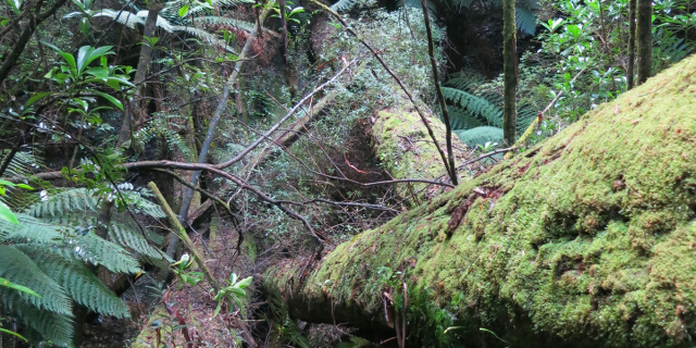 Photograph of rainforest with long fallen mossy tree trunks.