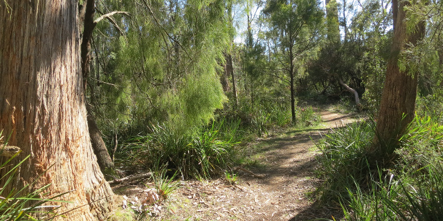 Photograph of track meandering between eucalypts and cherry ballart trees.