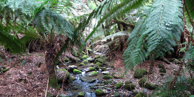 Photograph of creek flowing under ferns and over mossy stones.