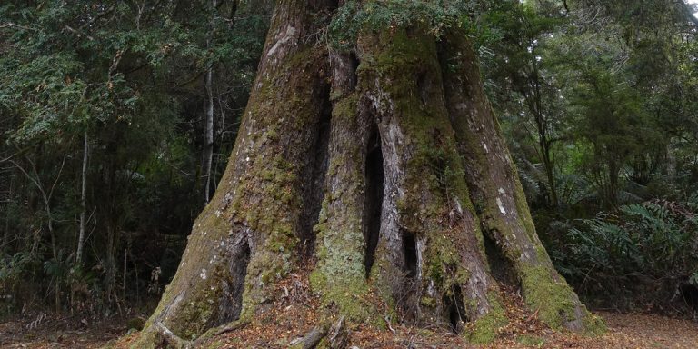 Photograph of wide myrtle tree roots.
